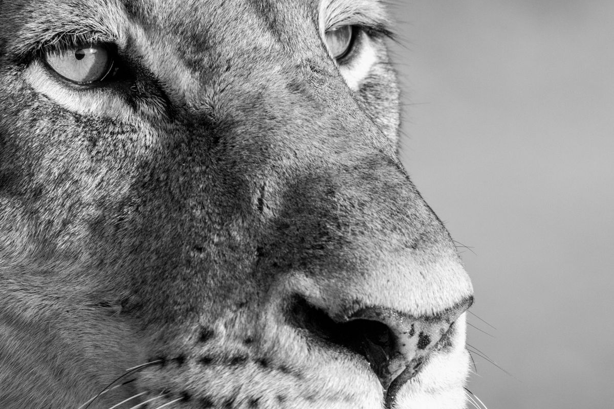 Archer & Gaher Adventures | Safari Holidays | Tanzania