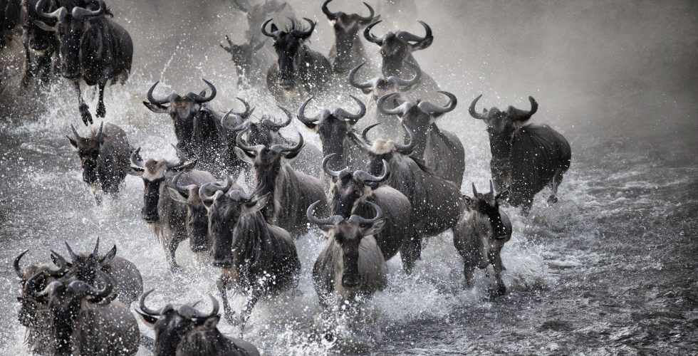 Archer & Gaher Adventures | Tanzania | Great Wildebeest Migration | Safari Holidays