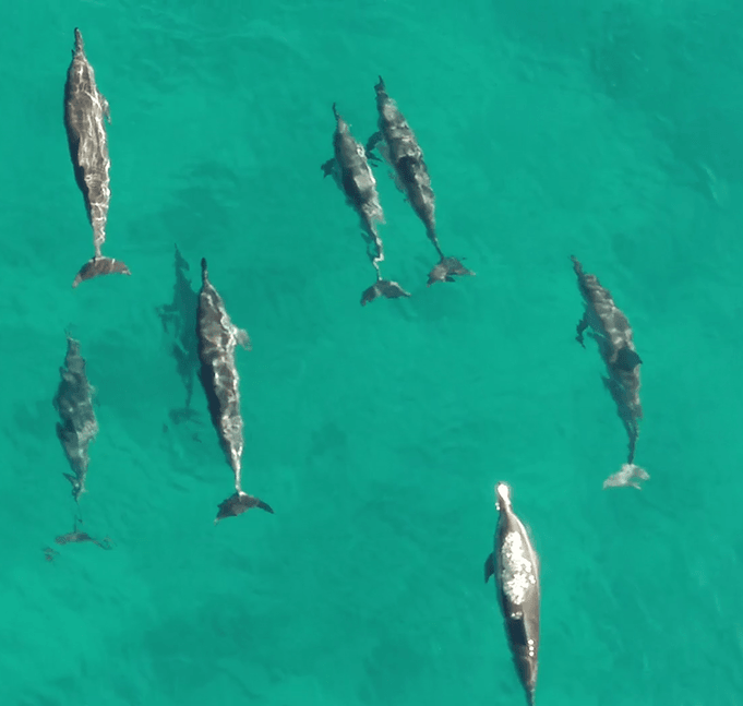 Archer & Gaher Adventures | Mauritius | Dolphins
