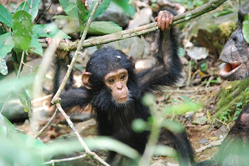 Gombe Stream National Park