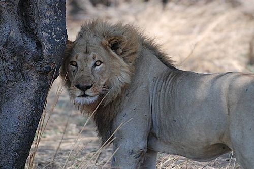 Katavi National Park