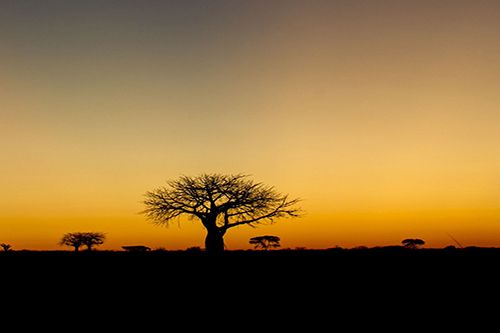 Ruaha National Park