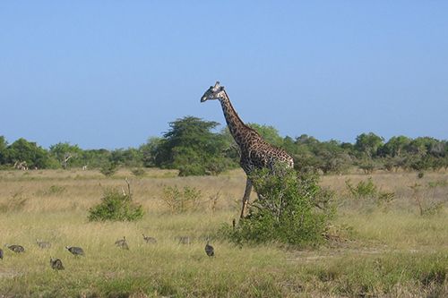 Saadani National Park