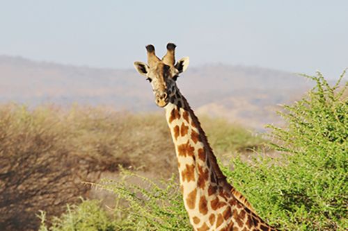 Tarangire National Park