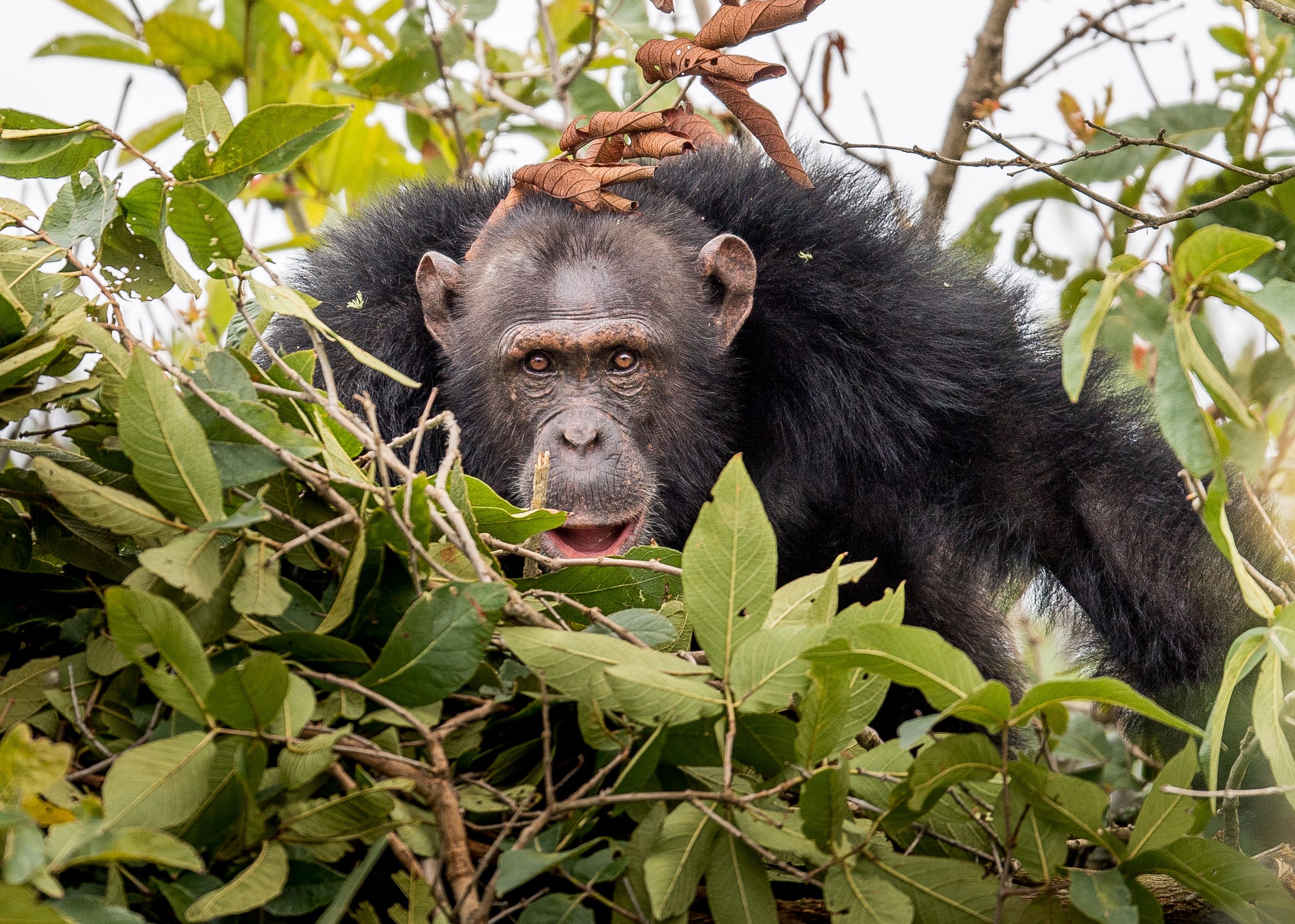 Archer & Gaher Adventures | Tanzania | Rubondo Island | Chimpanzee