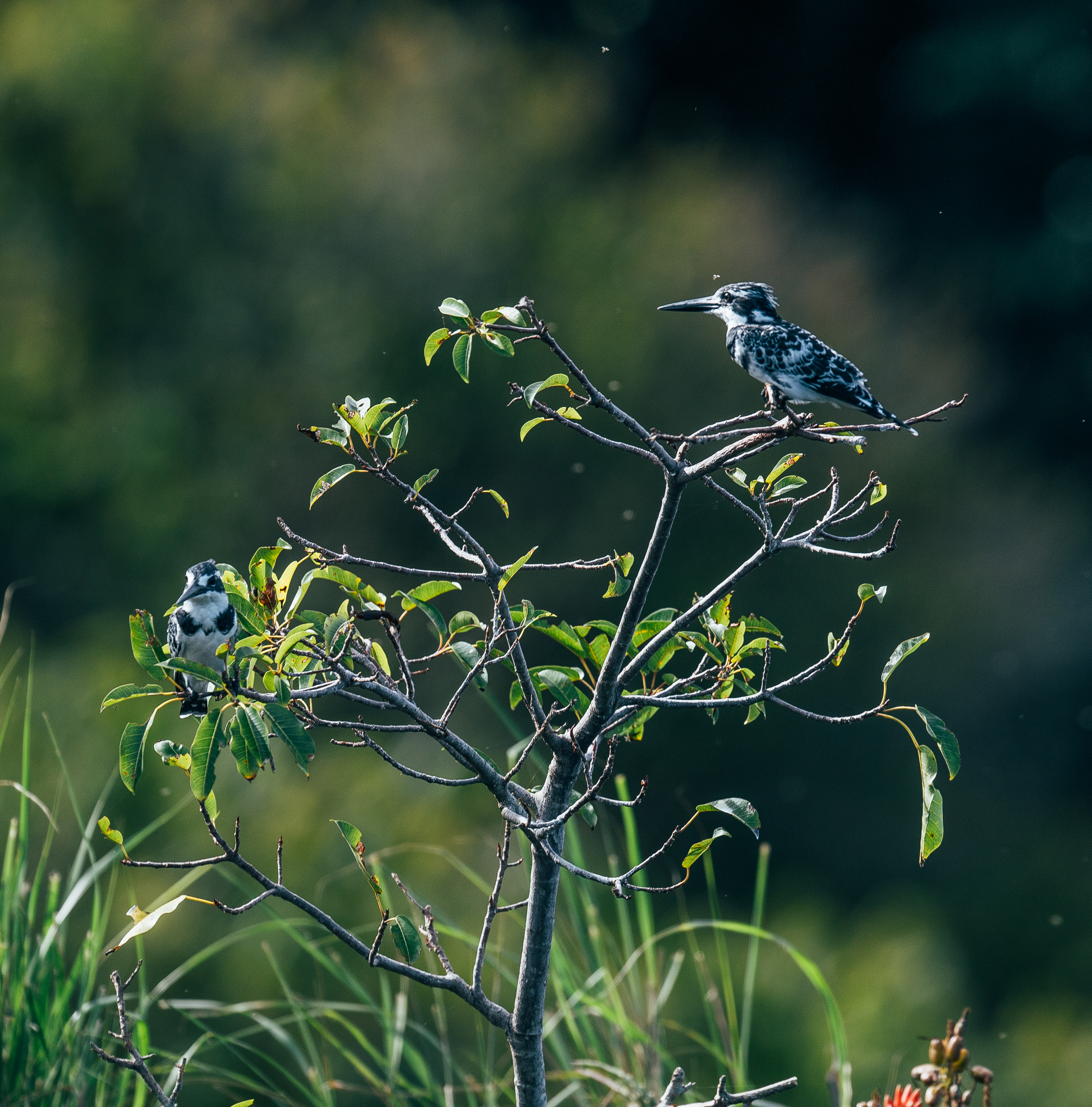 Archer & Gaher Adventures | Tanzania | Rubondo Island | Bird Watching