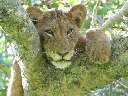Archer & Gaher Adventures | Blog | Guided Group Tours | Uganda | Lion